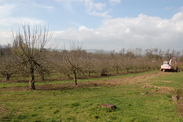Porzeczki i agrest — sadzenie, cięcie i przetwory domowe