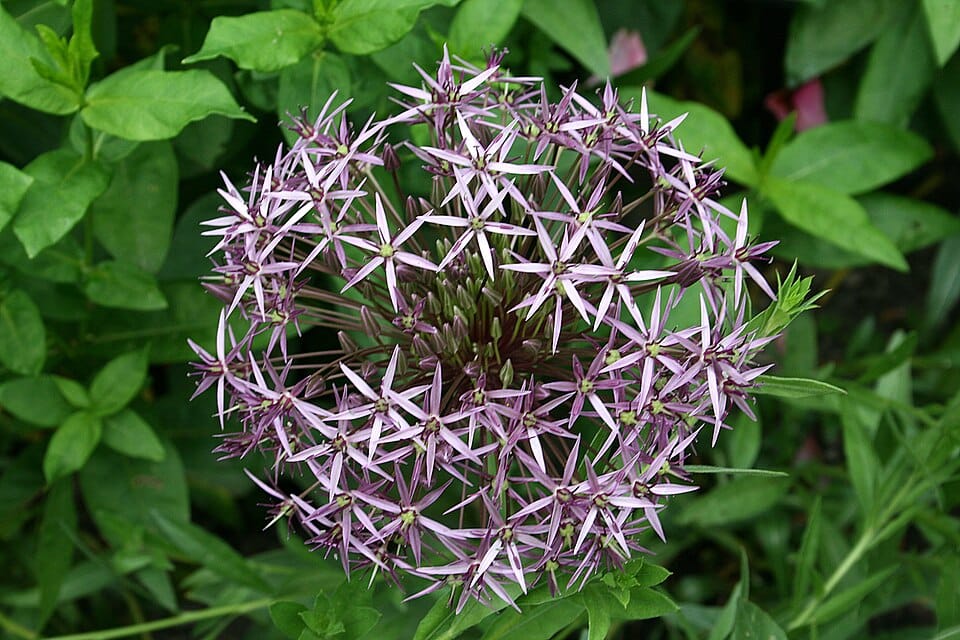 Czosnek ozdobny i jadalny — sadzenie jesienne i wiosenne