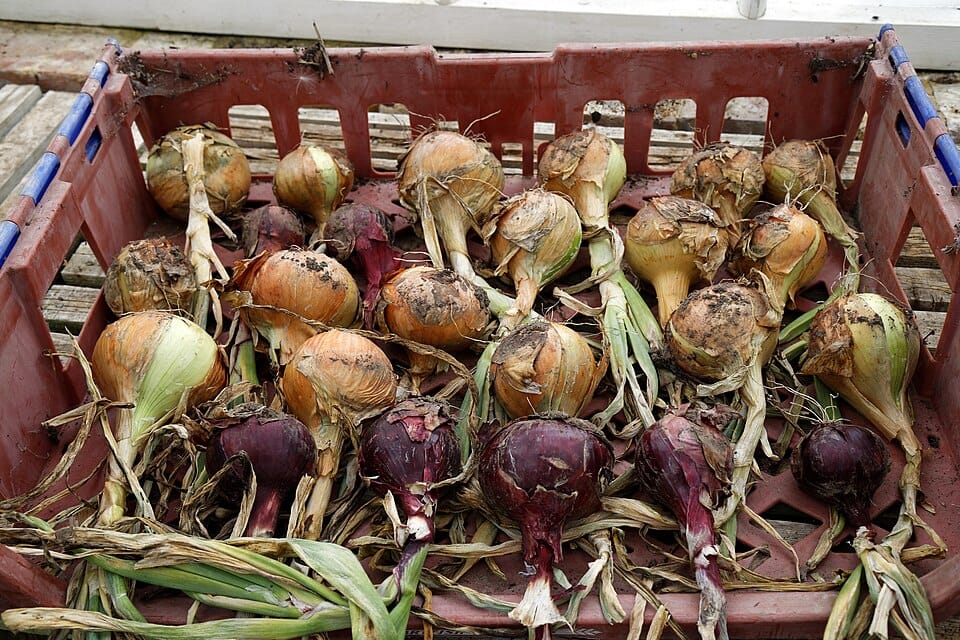 Naprawa tynków wewnętrznych — pęknięcia, ubytki i pleśń