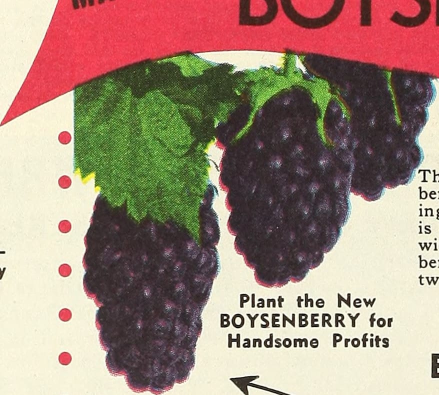 Kosa spalinowa — jak wybrać, ustawić i bezpiecznie używać