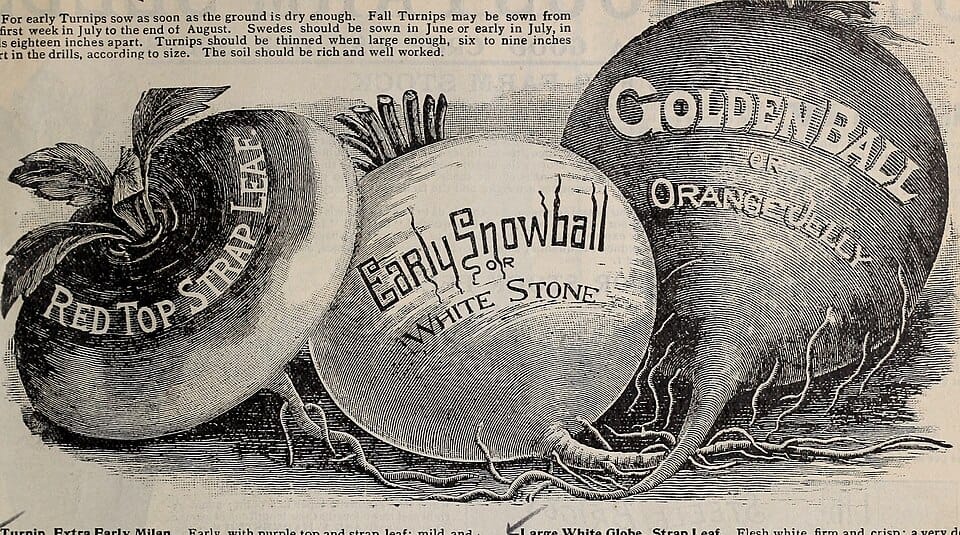 Skrzynki na warzywa i zioła — ogród na balkonie bez ogrodu